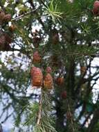 Image of Larix gmelinii var. gmelinii