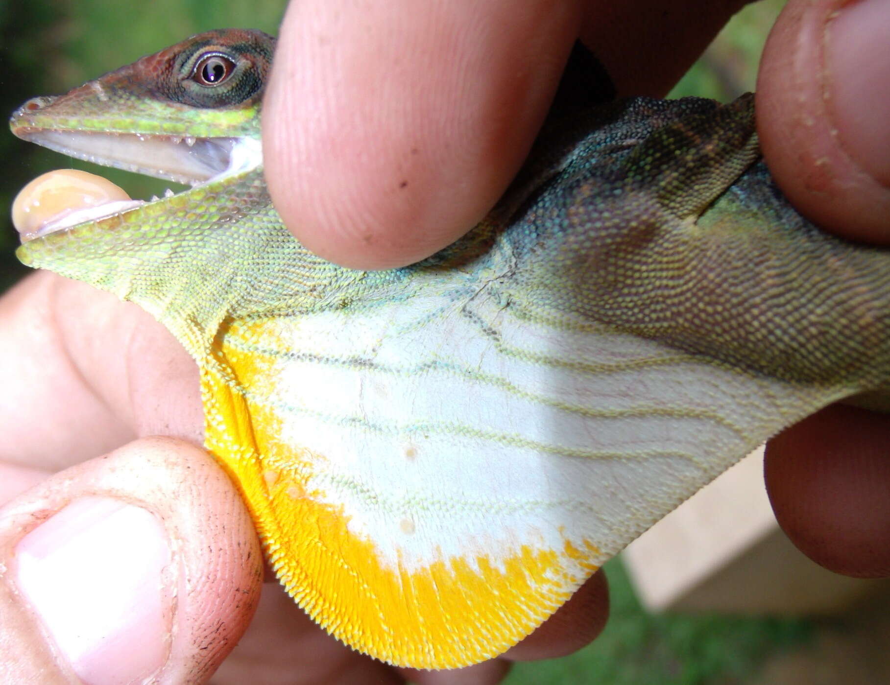 Image of Anolis kunayalae Hulebak, Poe, Ibáñez & Williams 2007