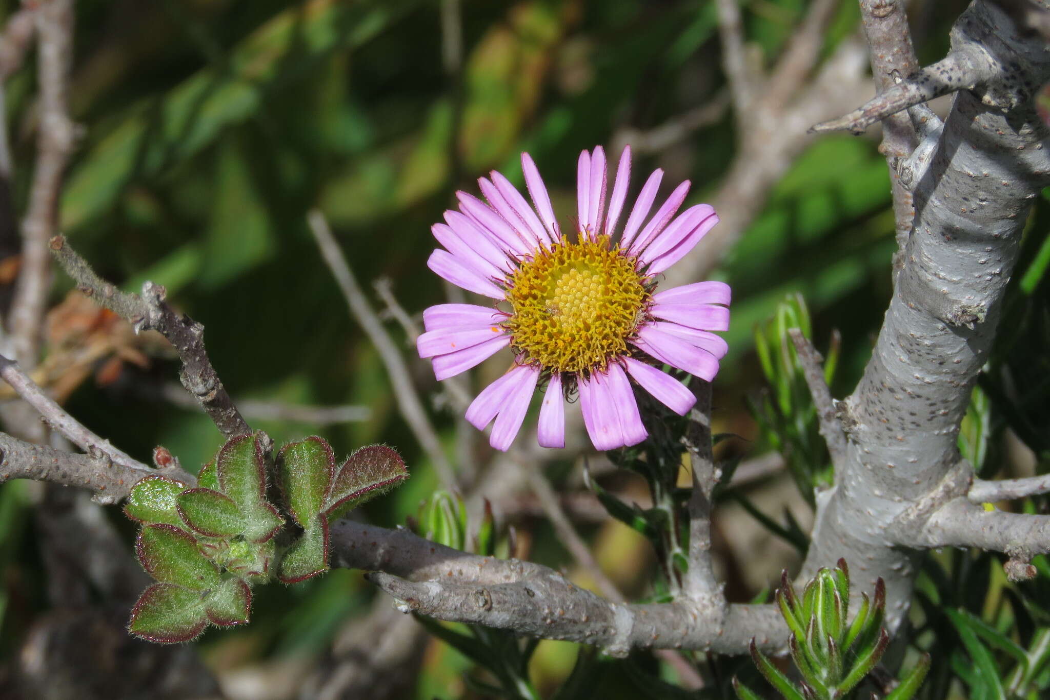 Image of Athrixia capensis Ker-Gawl.