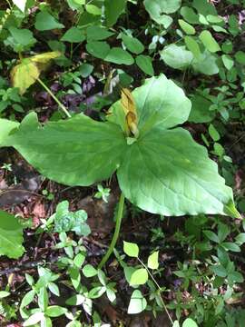 Trillium luteum (Muhl.) Harb. resmi