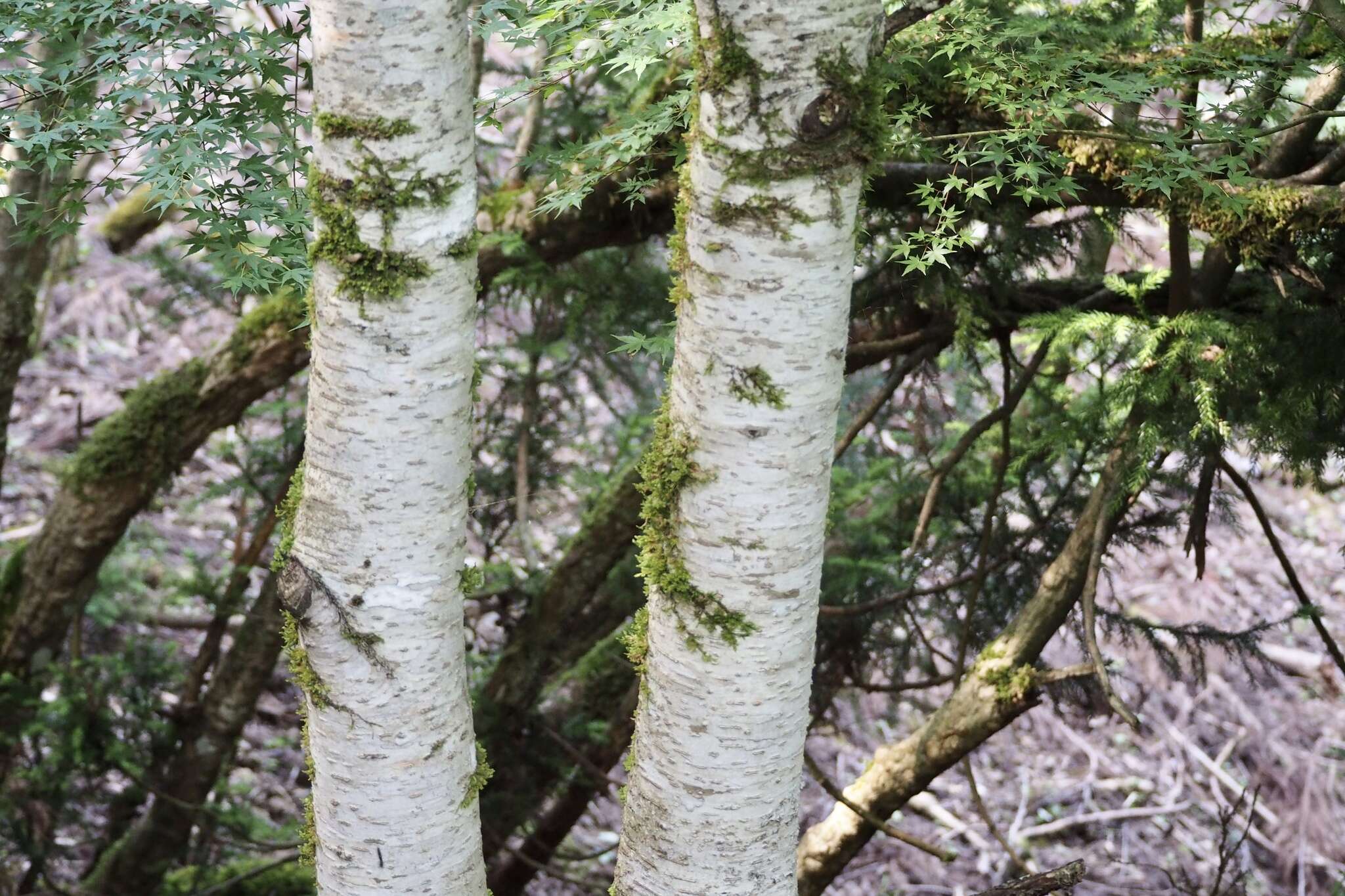 Imagem de Prunus buergeriana Miq.