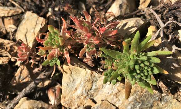 صورة Sedum stenopetalum subsp. stenopetalum