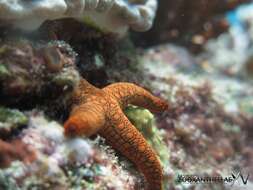 Image of Orange spotted purple sea star