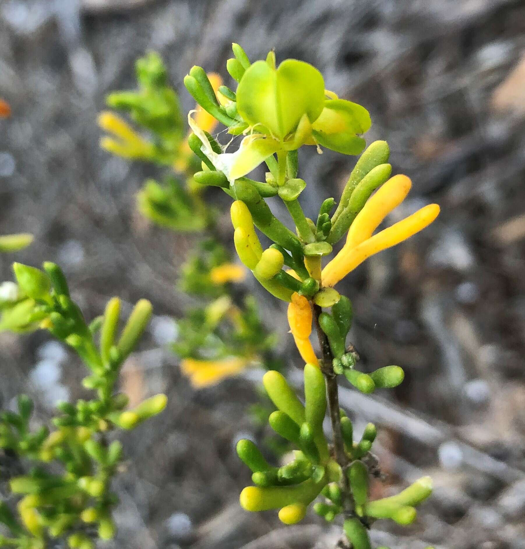 Image of Roepera aurantiaca Lindl.