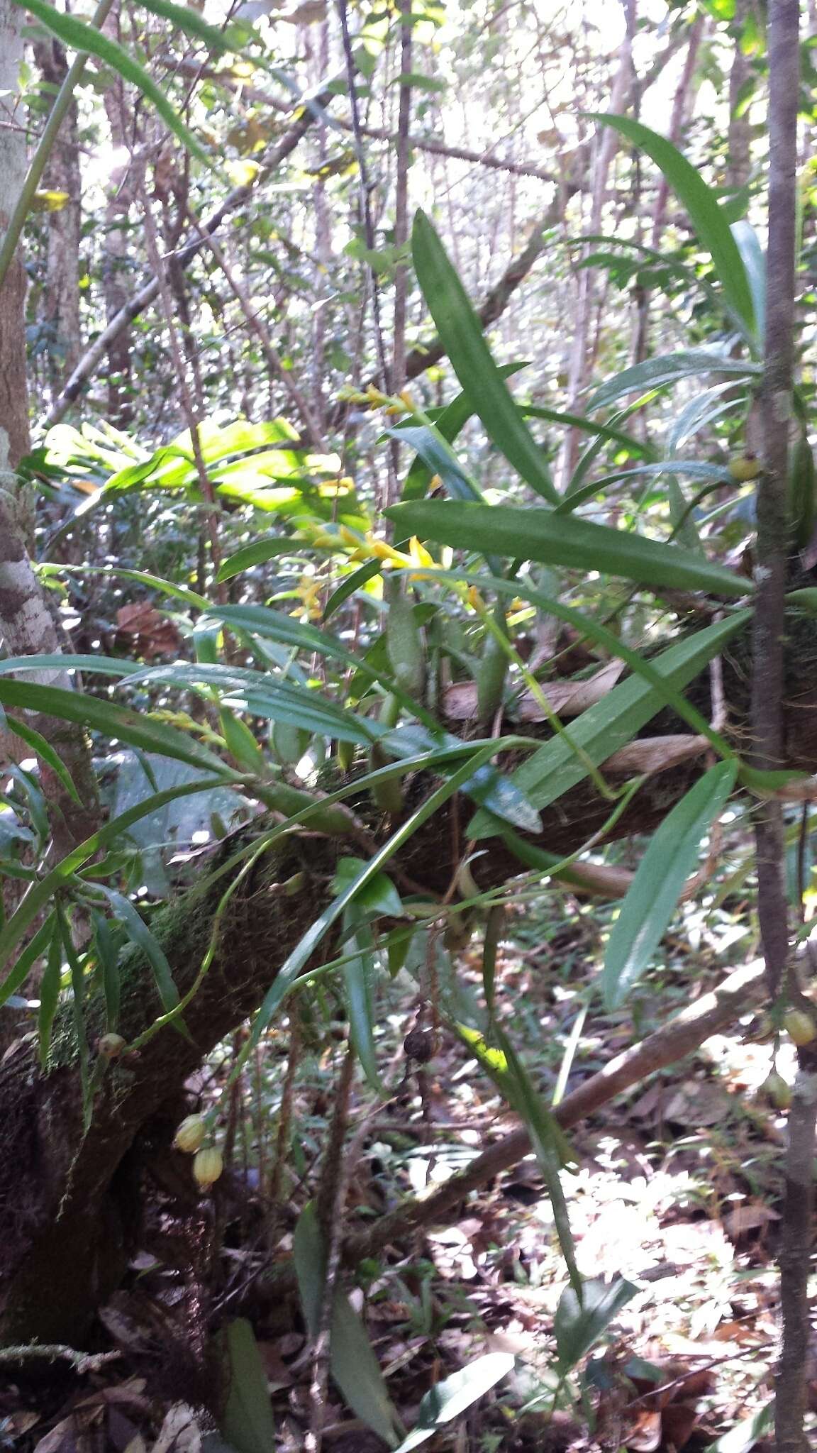 Image of Bulbophyllum auriflorum H. Perrier