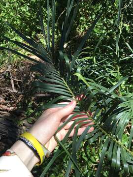 Image of Macrozamia spiralis (Salisb.) Miq.