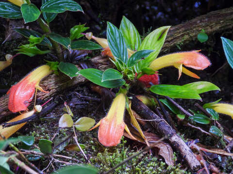 Image of Columnea magnifica Klotzsch ex Oerst.