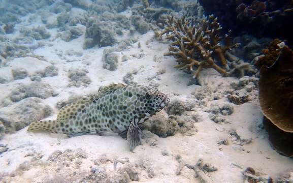 Image of Barred-chest Rock-cod