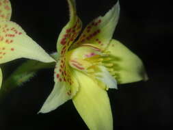 Image de Caladenia flava subsp. maculata Hopper & A. P. Br.