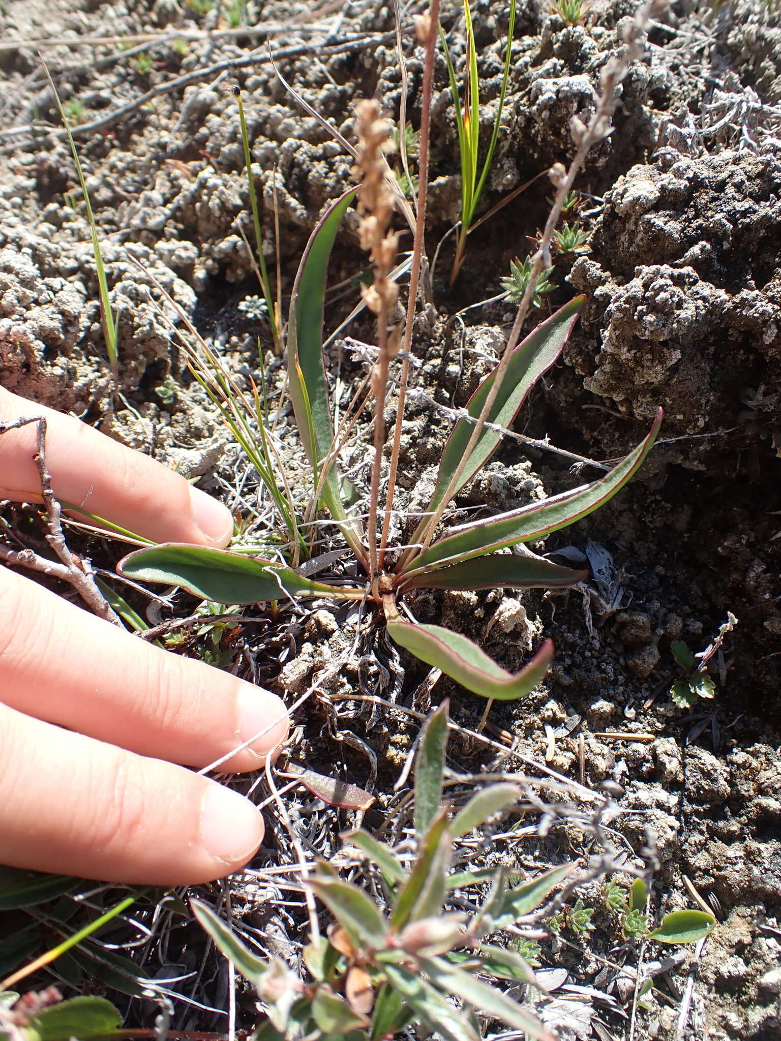 Image of redwool plantain