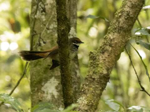 Image of Rufous Fantail