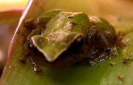 Image of Pristimantis omeviridis Ortega-Andrade, Rojas-Soto, Valencia, Espinosa de los Monteros, Morrone, Ron & Cannatella 2015