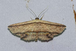 Image of Hyposada ruptifascia Moore 1888