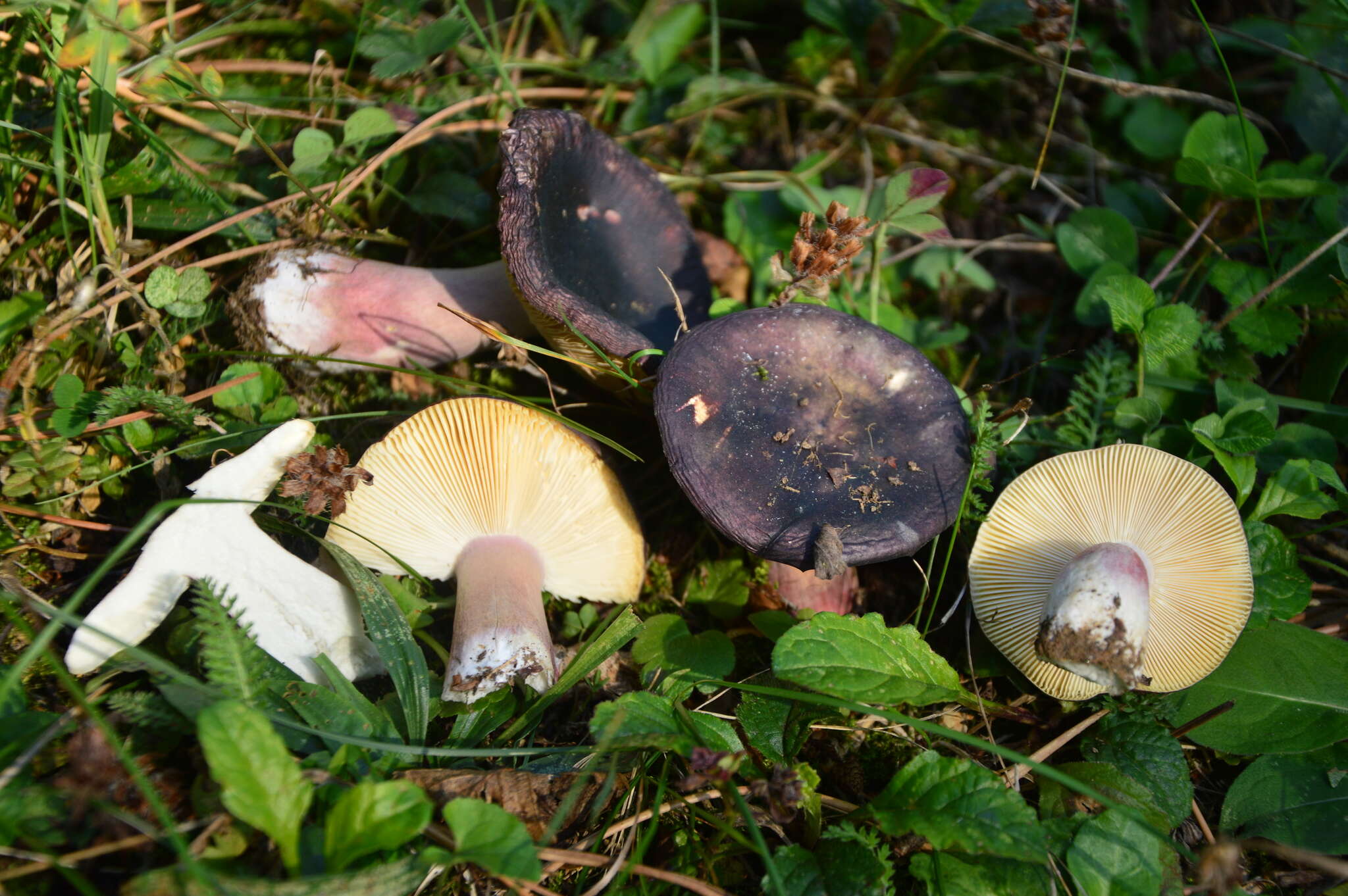 Image of Russula torulosa Bres. 1929