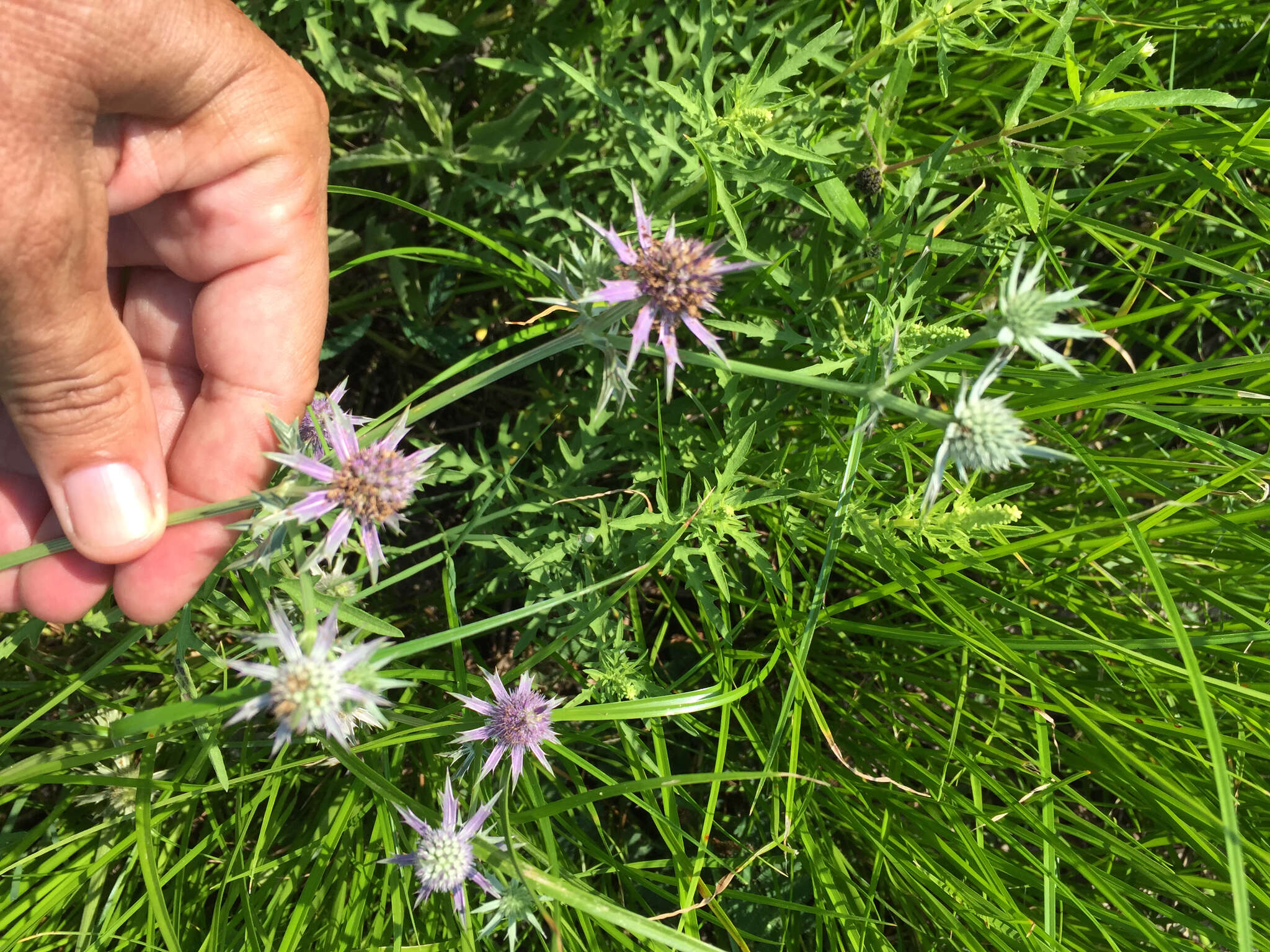 Image de Eryngium hookeri Walp.