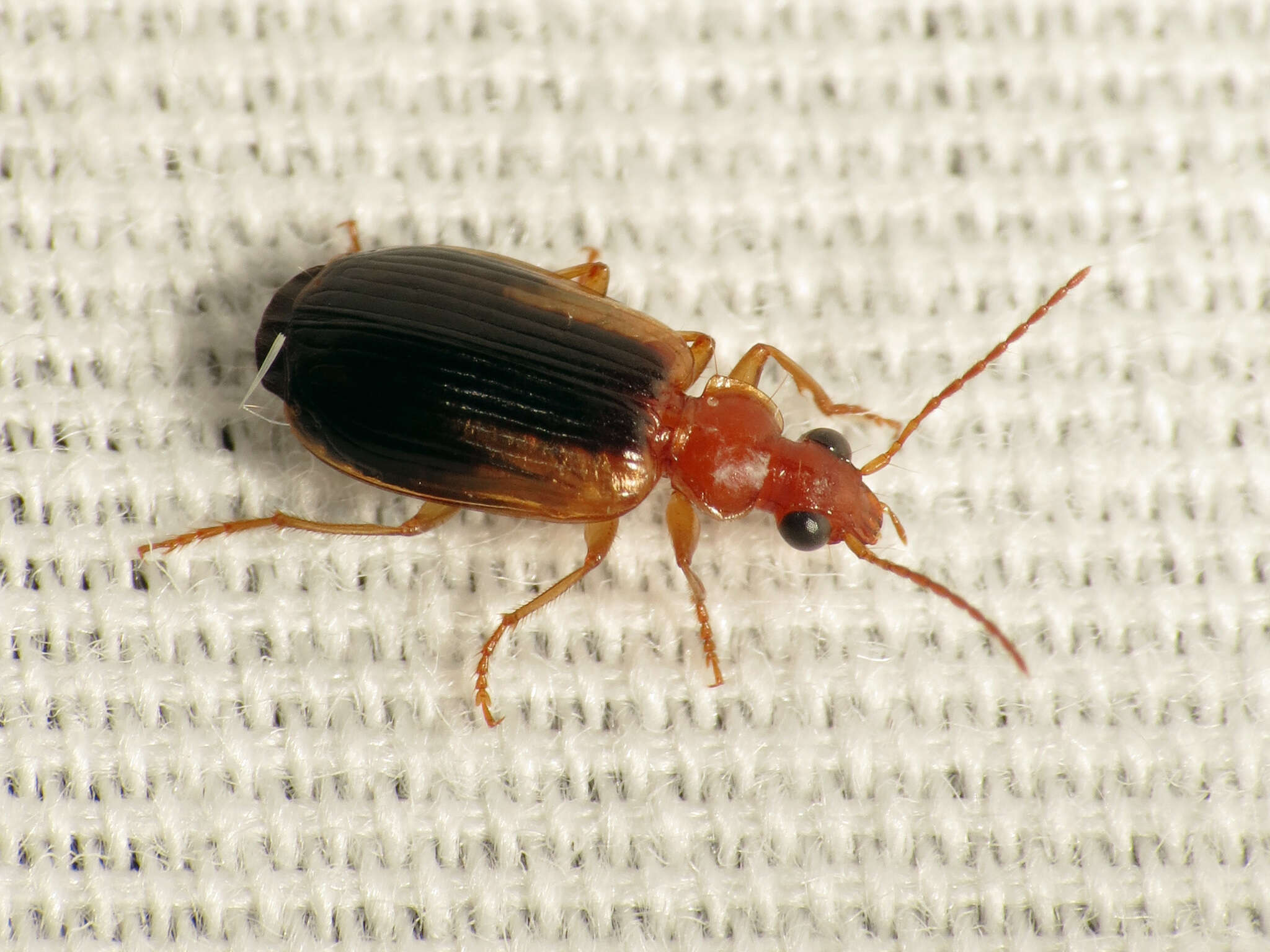 Image of Lebia (Lebia) scapula G. Horn 1885