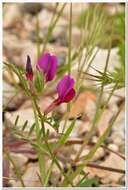 Image of subterranean vetch