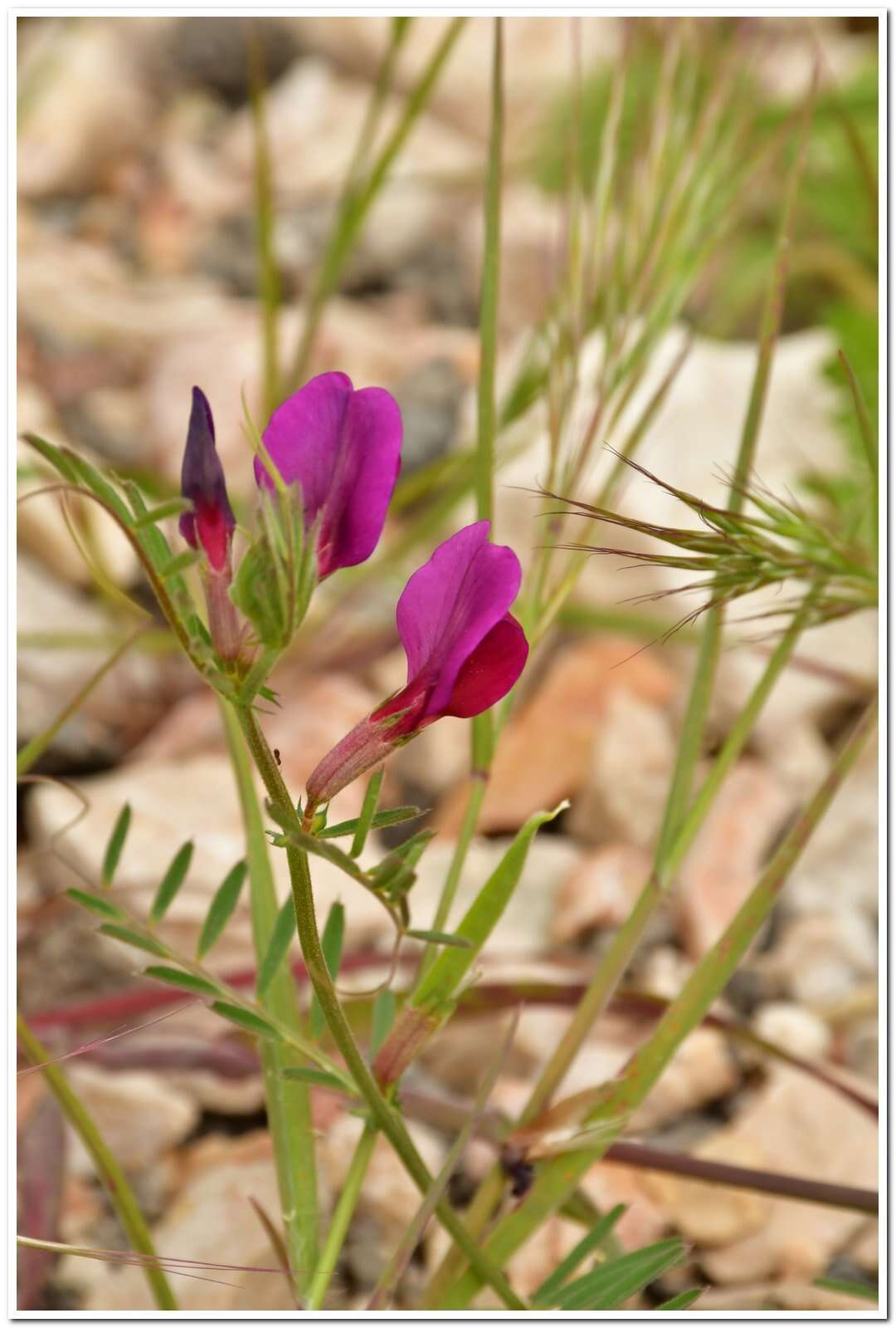 Image of subterranean vetch