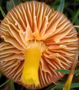 Image of Hygrocybe insipida (J. E. Lange) M. M. Moser 1967