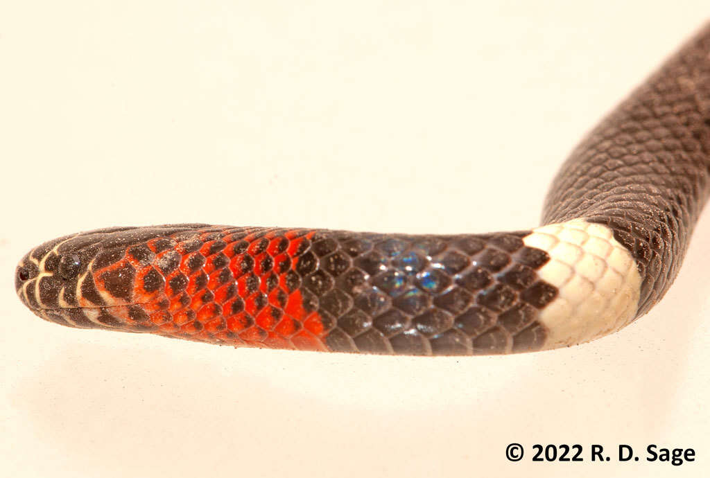 Image of Argentinian Coral Snake