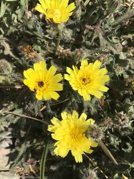 Image of Picris hispanica (Willd.) P. D. Sell