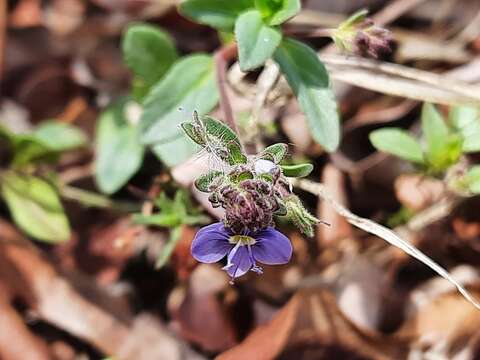 Imagem de Veronica vendettadeae Albach