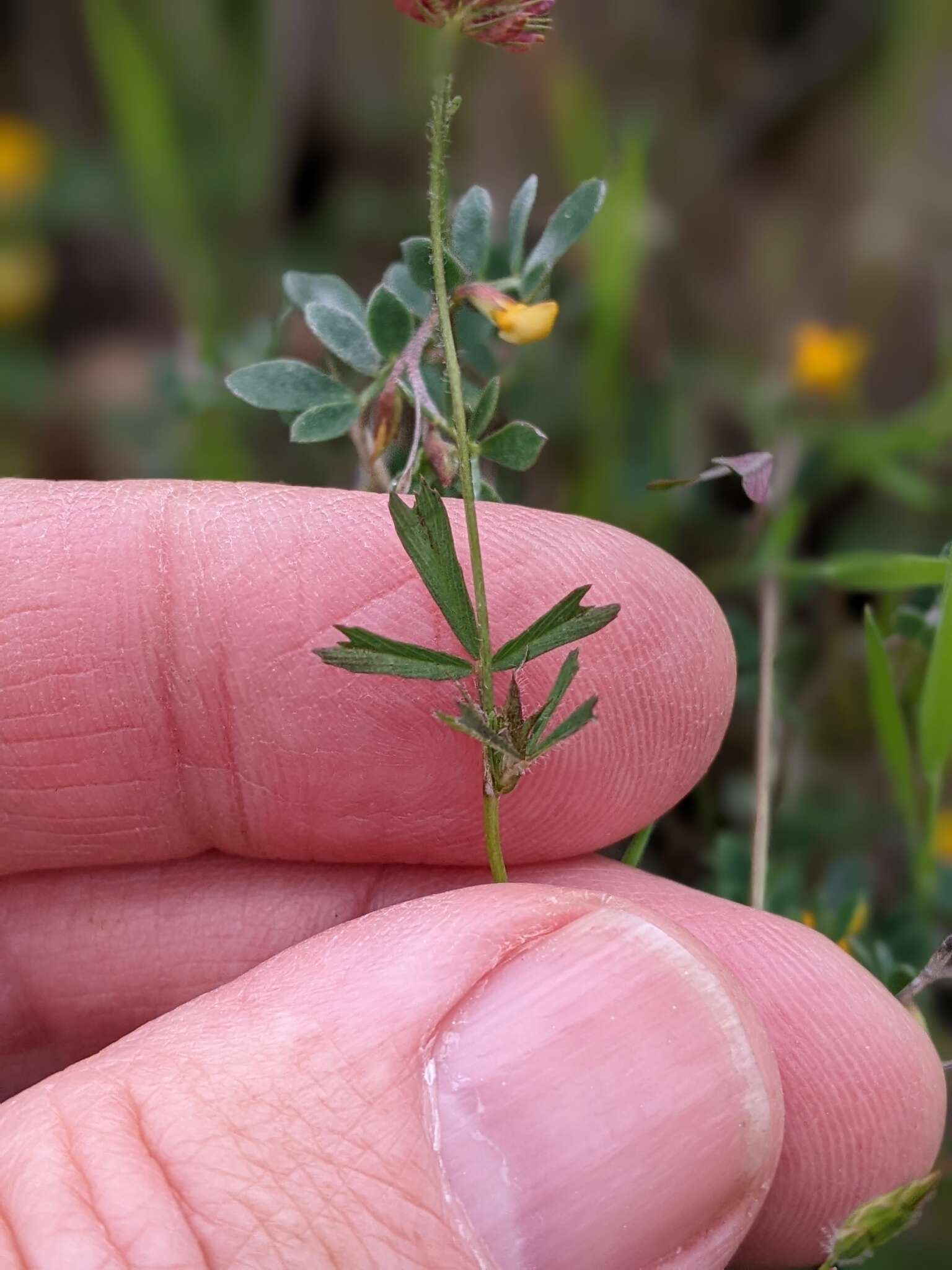 Image de Trifolium bifidum var. bifidum