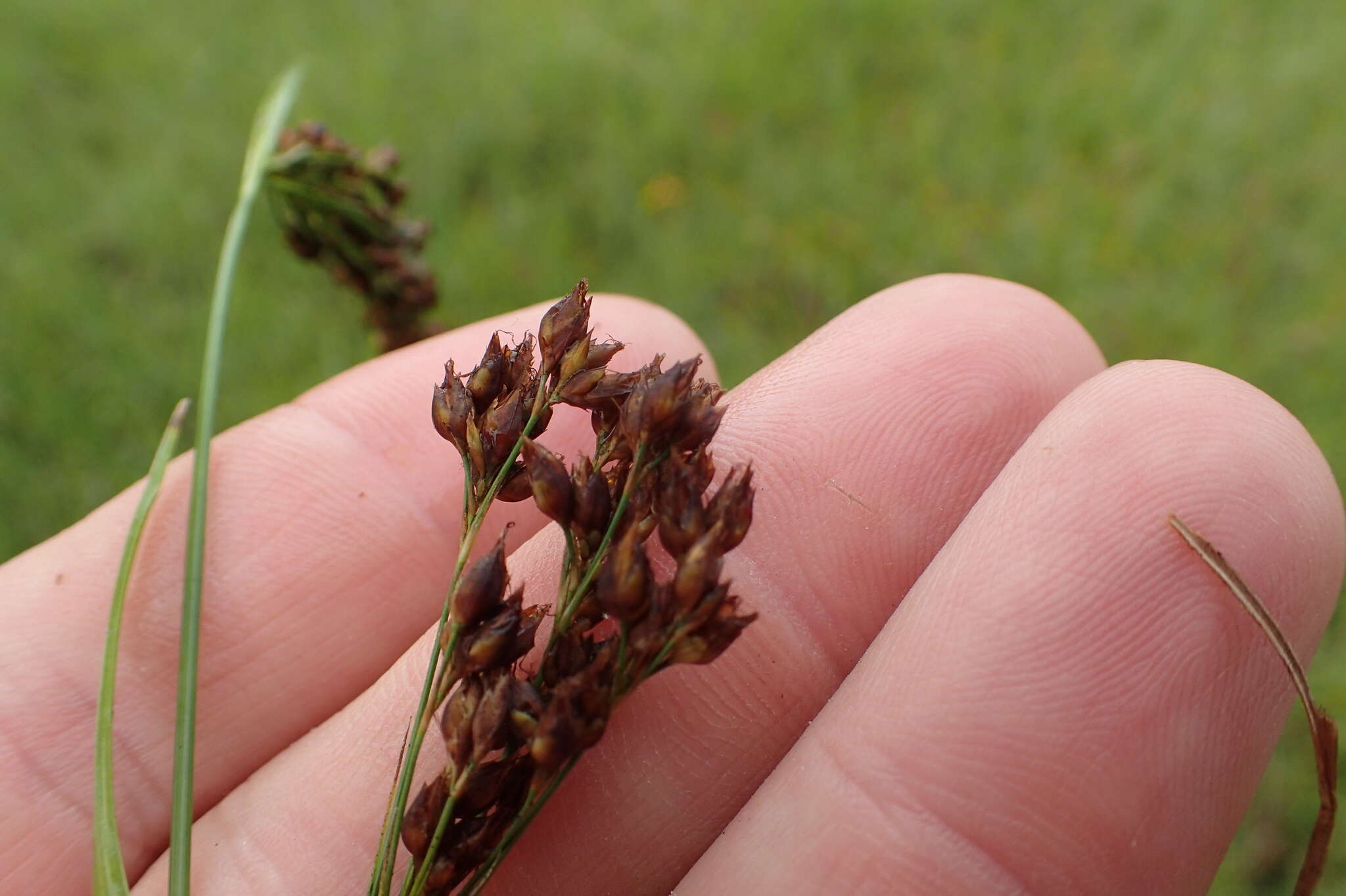 Image of anglestem beaksedge