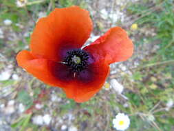 Image of Papaver apulum Ten.