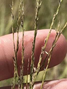 Imagem de Muhlenbergia cuspidata (Torr. ex Hook.) Rydb.