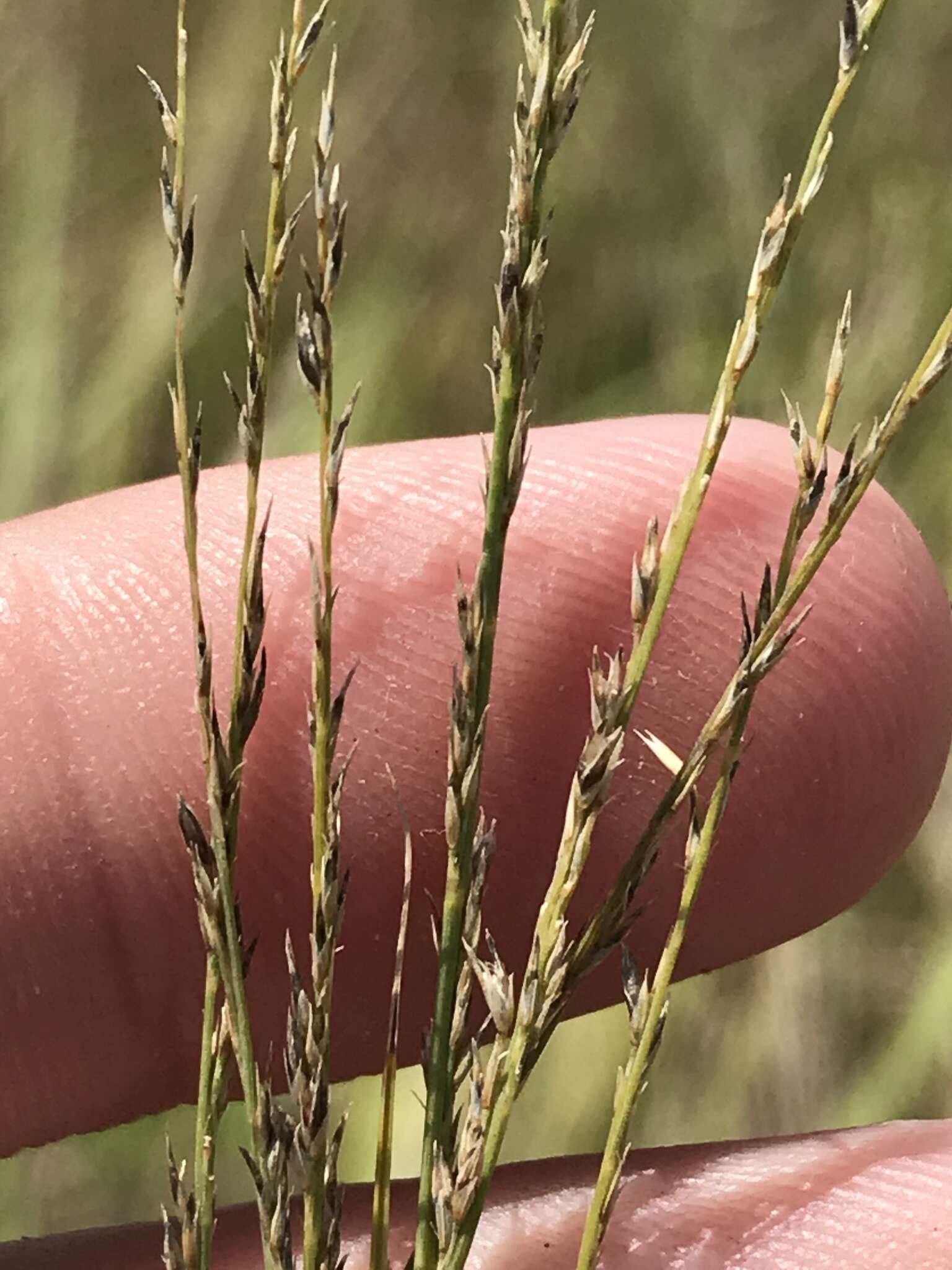 Image of plains muhly