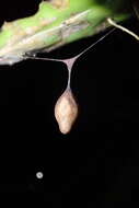 Image of Cyrtarachne inaequalis Thorell 1895