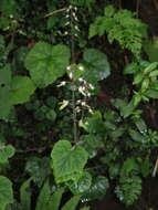 Image of Tiarella polyphylla D. Don
