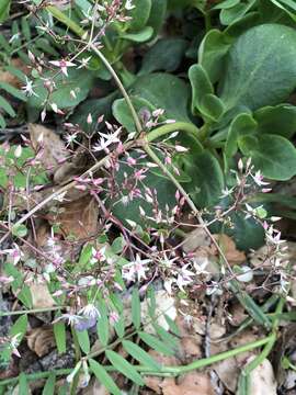 Image of Cape Province pygmyweed