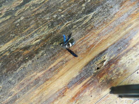 Image of Four-toothed Mason Wasp