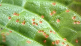 Image of Puccinia menthae Pers. 1801