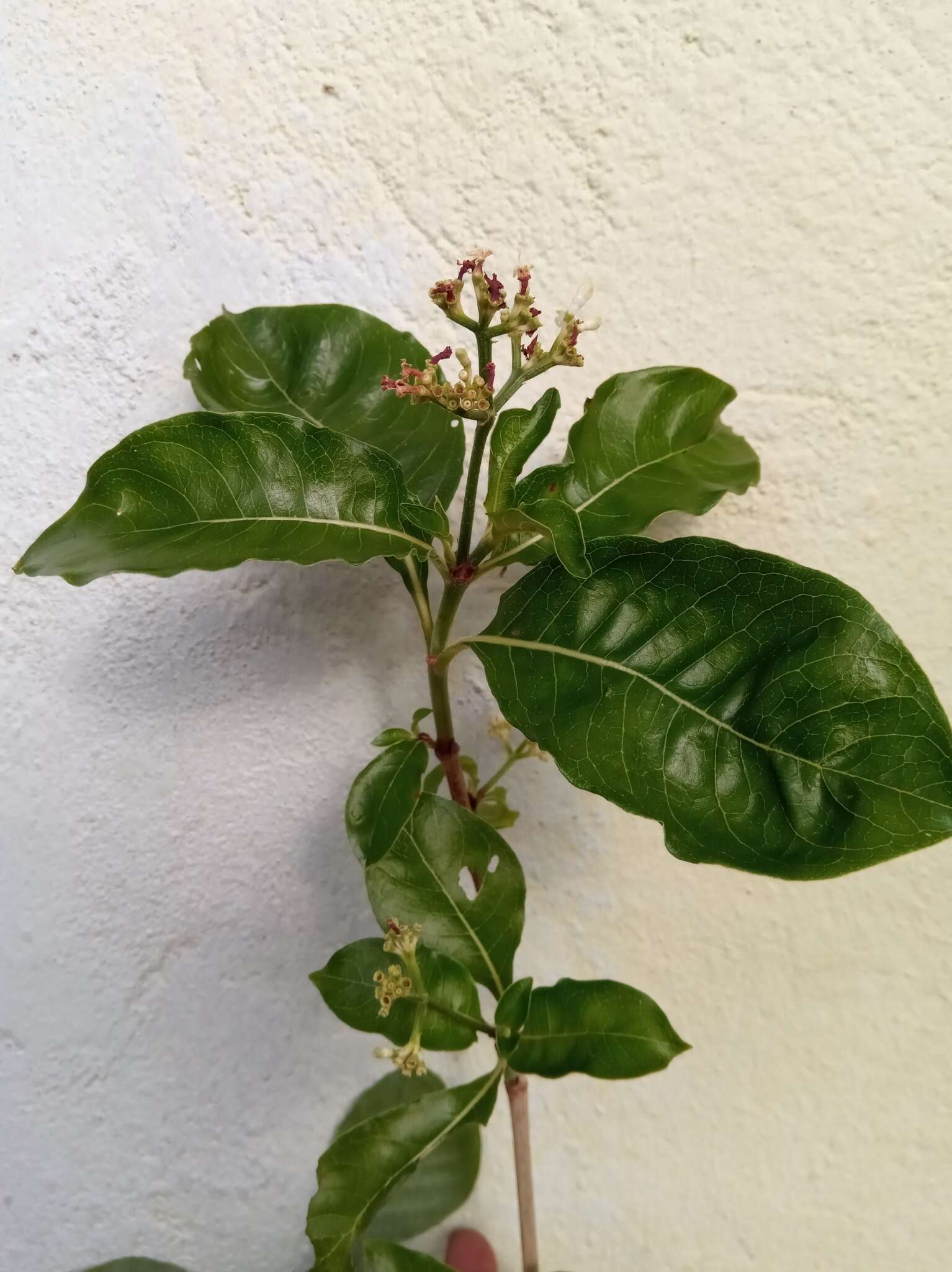 Imagem de Psychotria puffii Razafim. & B. Bremer