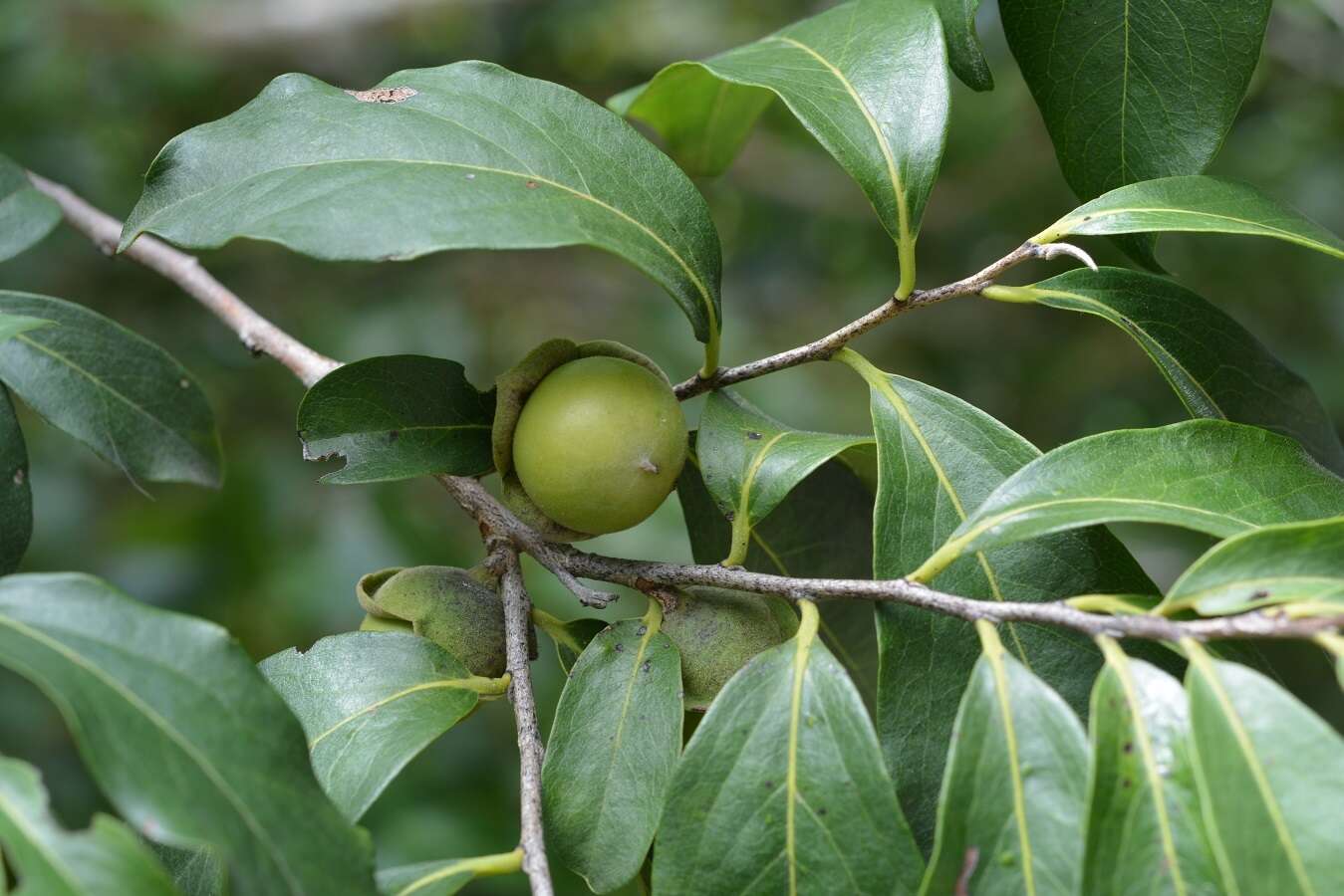 Sivun Diospyros salicifolia Humb. & Bonpl. ex Willd. kuva