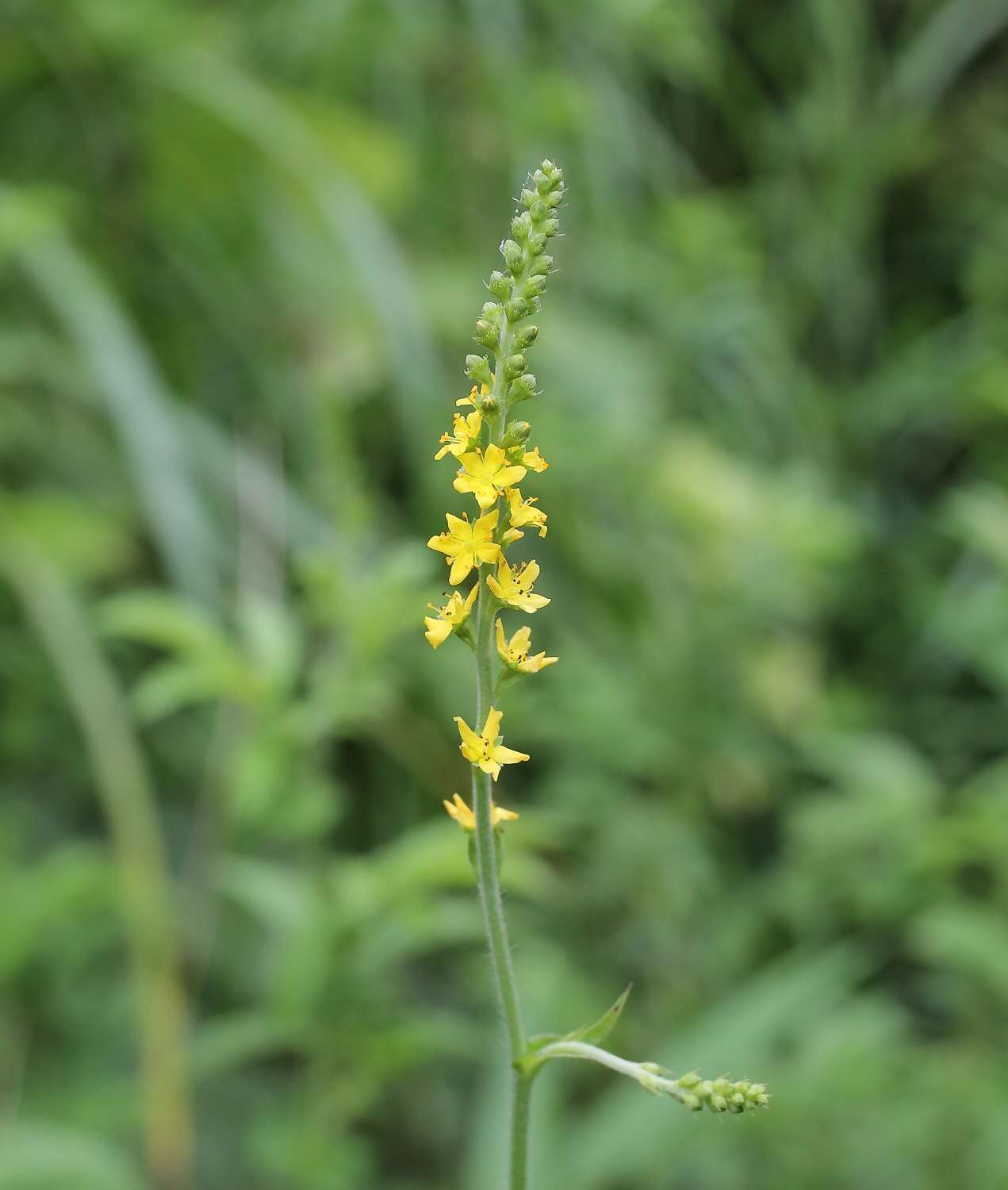 Imagem de Agrimonia pilosa var. japonica (Miq.) Nakai