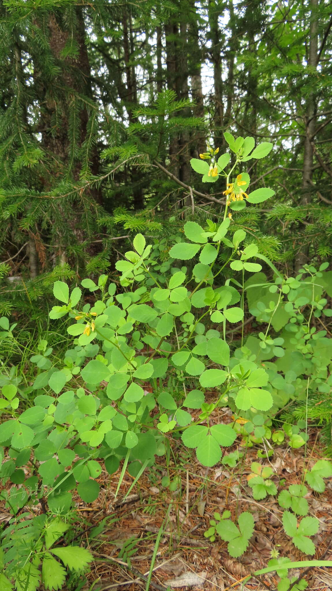 Plancia ëd Medicago platycarpa (L.) Trautv.