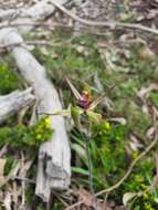 Image of Caladenia leptochila Fitzg.