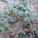 Image of Pelargonium elandsmontanum E. M. Marais ex J. C. Manning & Goldblatt