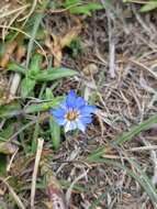 صورة Gentiana arisanensis Hayata