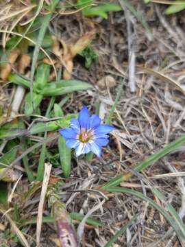 صورة Gentiana arisanensis Hayata