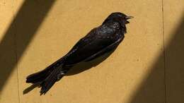 Image of Fork-tailed Drongo-Cuckoo