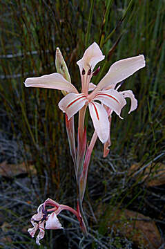 Image of Tritoniopsis revoluta (Burm. fil.) Goldblatt