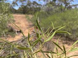 Image of <i>Senna artemisioides</i> subsp. <i>petiolaris</i>