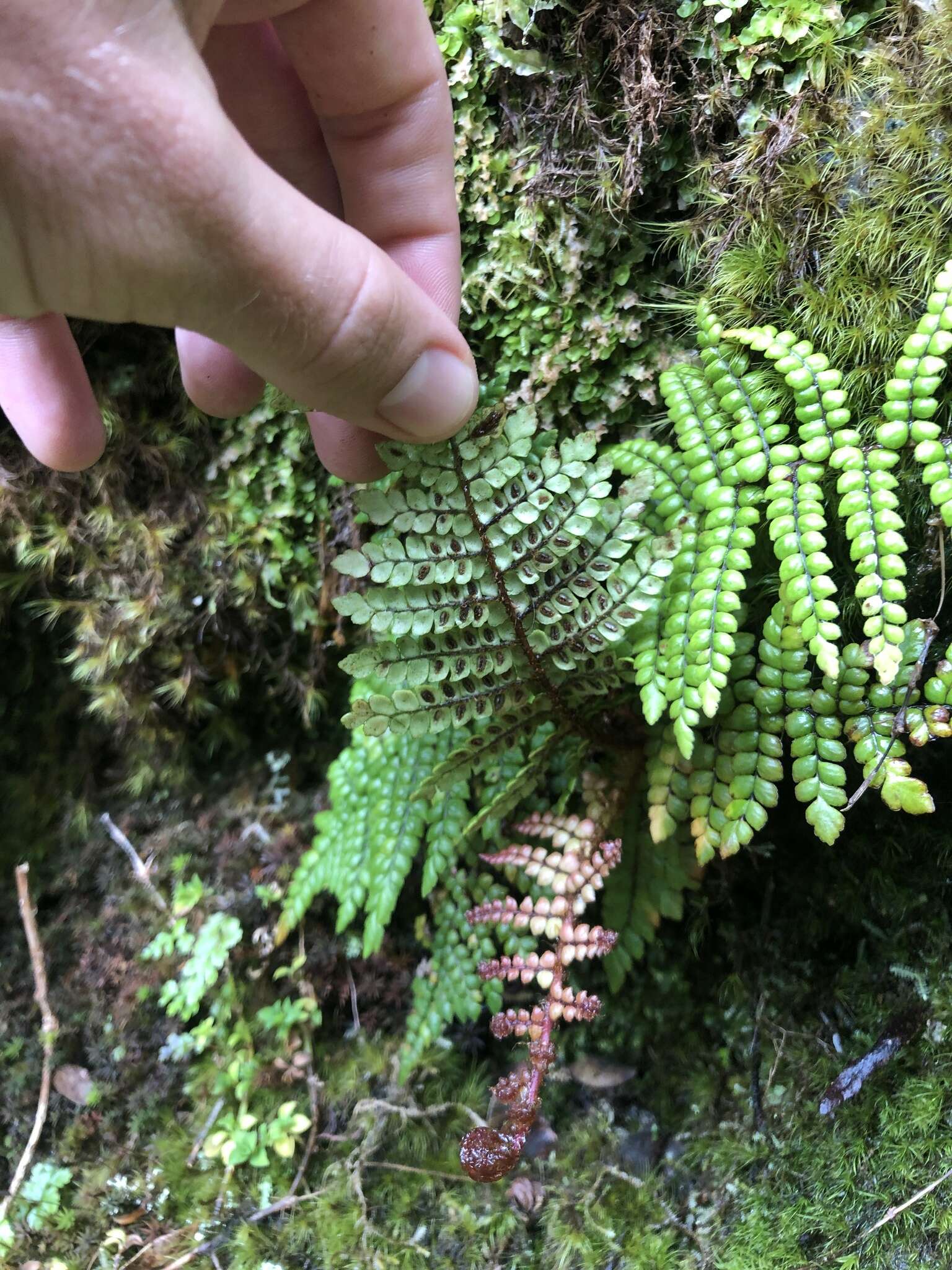 Image of Forest Plume Fern