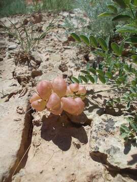 Imagem de Astragalus physodes L.