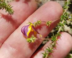 Слика од Aspalathus retroflexa subsp. bicolor (Eckl. & Zeyh.) R. Dahlgren